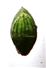  Upper Glume-Spikelet with Upper glume visible